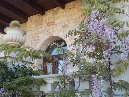 Wisteria beside the stone veranda at Il Glicine